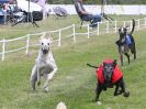 Image 53 in WHIPPET CLUB RACING ASSN. 3RD CHAMPIONSHIPS. 14 AUG 2016