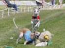 Image 56 in WHIPPET CLUB RACING ASSN. 3RD CHAMPIONSHIPS. 14 AUG 2016