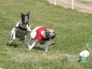 Image 59 in WHIPPET CLUB RACING ASSN. 3RD CHAMPIONSHIPS. 14 AUG 2016