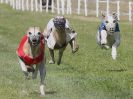 Image 6 in WHIPPET CLUB RACING ASSN. 3RD CHAMPIONSHIPS. 14 AUG 2016