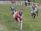 Image 62 in WHIPPET CLUB RACING ASSN. 3RD CHAMPIONSHIPS. 14 AUG 2016