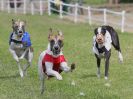 Image 63 in WHIPPET CLUB RACING ASSN. 3RD CHAMPIONSHIPS. 14 AUG 2016