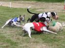 Image 65 in WHIPPET CLUB RACING ASSN. 3RD CHAMPIONSHIPS. 14 AUG 2016