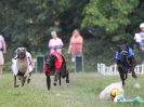 Image 67 in WHIPPET CLUB RACING ASSN. 3RD CHAMPIONSHIPS. 14 AUG 2016