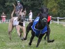 Image 68 in WHIPPET CLUB RACING ASSN. 3RD CHAMPIONSHIPS. 14 AUG 2016