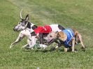 Image 7 in WHIPPET CLUB RACING ASSN. 3RD CHAMPIONSHIPS. 14 AUG 2016