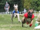 Image 72 in WHIPPET CLUB RACING ASSN. 3RD CHAMPIONSHIPS. 14 AUG 2016