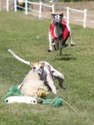 Image 8 in WHIPPET CLUB RACING ASSN. 3RD CHAMPIONSHIPS. 14 AUG 2016