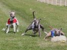 Image 81 in WHIPPET CLUB RACING ASSN. 3RD CHAMPIONSHIPS. 14 AUG 2016