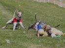 Image 82 in WHIPPET CLUB RACING ASSN. 3RD CHAMPIONSHIPS. 14 AUG 2016