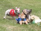 Image 83 in WHIPPET CLUB RACING ASSN. 3RD CHAMPIONSHIPS. 14 AUG 2016