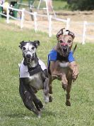 Image 84 in WHIPPET CLUB RACING ASSN. 3RD CHAMPIONSHIPS. 14 AUG 2016