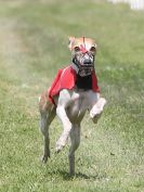 Image 88 in WHIPPET CLUB RACING ASSN. 3RD CHAMPIONSHIPS. 14 AUG 2016