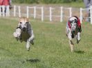 Image 9 in WHIPPET CLUB RACING ASSN. 3RD CHAMPIONSHIPS. 14 AUG 2016