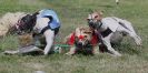 Image 91 in WHIPPET CLUB RACING ASSN. 3RD CHAMPIONSHIPS. 14 AUG 2016