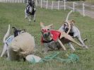 Image 93 in WHIPPET CLUB RACING ASSN. 3RD CHAMPIONSHIPS. 14 AUG 2016