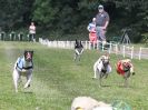 Image 95 in WHIPPET CLUB RACING ASSN. 3RD CHAMPIONSHIPS. 14 AUG 2016