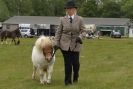 Image 24 in CAROUSEL RIDING CLUB EQUINE FESTIVAL 9 JUNE 2013