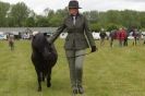 Image 25 in CAROUSEL RIDING CLUB  EQUINE FESTIVAL  9 JUNE 2013