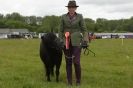 Image 28 in CAROUSEL RIDING CLUB EQUINE FESTIVAL 9 JUNE 2013