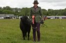 Image 28 in CAROUSEL RIDING CLUB  EQUINE FESTIVAL  9 JUNE 2013