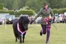 Image 53 in CAROUSEL RIDING CLUB EQUINE FESTIVAL 9 JUNE 2013