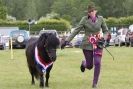 Image 53 in CAROUSEL RIDING CLUB  EQUINE FESTIVAL  9 JUNE 2013