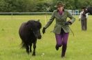 Image 9 in CAROUSEL RIDING CLUB EQUINE FESTIVAL 9 JUNE 2013