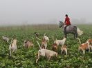 Image 13 in WEST NORFOLK FH / THE FITZWILLIAM HUNT. 17 DEC 2016