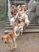 Image 8 in WEST NORFOLK FH / THE FITZWILLIAM HUNT. 17 DEC 2016