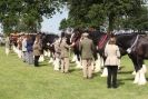 SOME EQUINE PICTURES FROM 2013 ROYAL NORFOLK SHOW