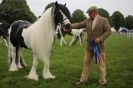 Image 11 in SOME EQUINE PICTURES FROM 2013 ROYAL NORFOLK SHOW