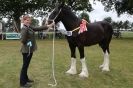 Image 12 in SOME EQUINE PICTURES FROM 2013 ROYAL NORFOLK SHOW