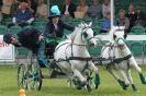 Image 35 in SOME EQUINE PICTURES FROM 2013 ROYAL NORFOLK SHOW