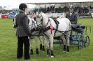 Image 41 in SOME EQUINE PICTURES FROM 2013 ROYAL NORFOLK SHOW