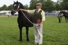 Image 6 in SOME EQUINE PICTURES FROM 2013 ROYAL NORFOLK SHOW