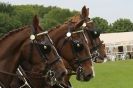 Image 8 in SOME EQUINE PICTURES FROM 2013 ROYAL NORFOLK SHOW