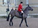 Image 33 in WEST NORFOLK FOX HOUNDS. HOLKHAM HALL. 22 DEC 2016.