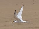 Image 9 in HOLKHAM BEACH  9 JUNE 2017