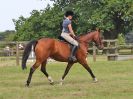 Image 89 in BECCLES AND BUNGAY RC. OPEN SHOW. 18 JUNE 2017. WORKING HUNTERS.