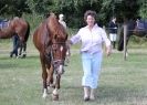 Image 19 in AYLSHAM SHOW 2013. SOME EQUESTRIAN PICTURES