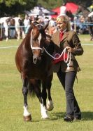 Image 78 in AYLSHAM SHOW 2013. SOME EQUESTRIAN PICTURES