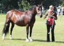Image 79 in AYLSHAM SHOW 2013. SOME EQUESTRIAN PICTURES