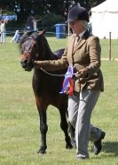 Image 82 in AYLSHAM SHOW 2013. SOME EQUESTRIAN PICTURES