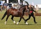Image 83 in AYLSHAM SHOW 2013. SOME EQUESTRIAN PICTURES