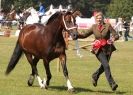 Image 84 in AYLSHAM SHOW 2013. SOME EQUESTRIAN PICTURES