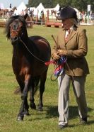 Image 85 in AYLSHAM SHOW 2013. SOME EQUESTRIAN PICTURES