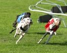 Image 11 in 4TH. WCRA CHAMPIONSHIPS 2013 MORETON IN MARSH.