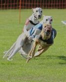 Image 3 in 4TH. WCRA CHAMPIONSHIPS 2013 MORETON IN MARSH.