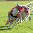 Image 75 in 4TH.  WCRA  CHAMPIONSHIPS  2013  MORETON IN MARSH.